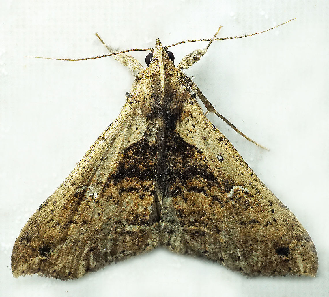 Palthis sp. Dapa, Valle Del Cauca<br />
2100m