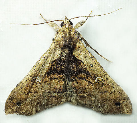 Palthis sp. Dapa, Valle Del Cauca
2100m