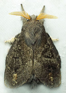 #626 Dapa, Valle Del Cauca
2100m