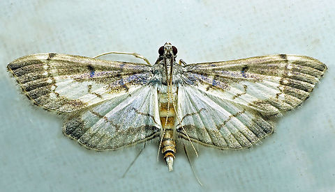 #627 Dapa, Valle Del Cauca
2100m