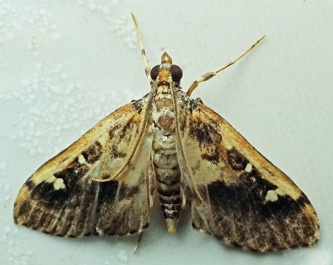 #628 Dapa, Valle Del Cauca<br />
2100m