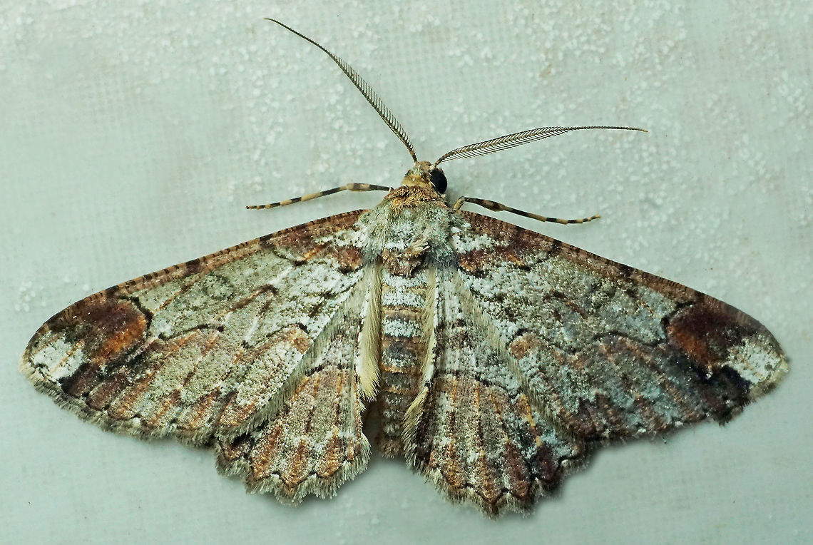 #630 Dapa, Valle Del Cauca<br />
2100m