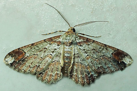 #630 Dapa, Valle Del Cauca
2100m