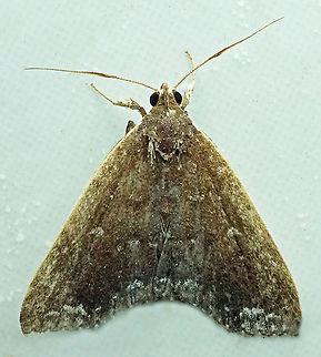 #631 Dapa, Valle Del Cauca
2100m