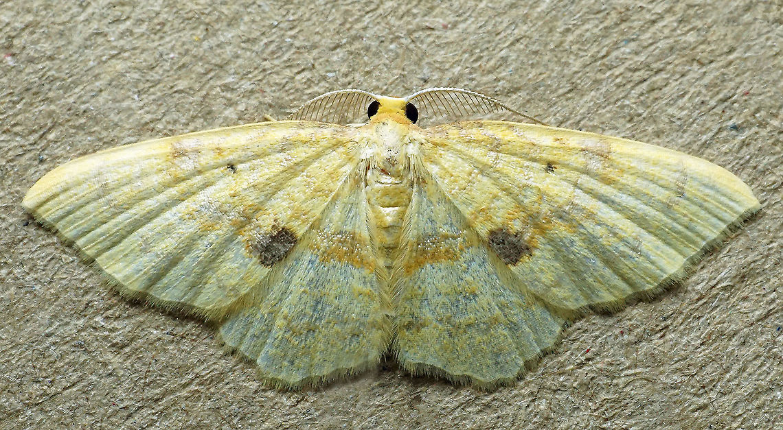 #632 Dapa, Valle Del Cauca<br />
2100m