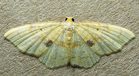 #632 Dapa, Valle Del Cauca
2100m