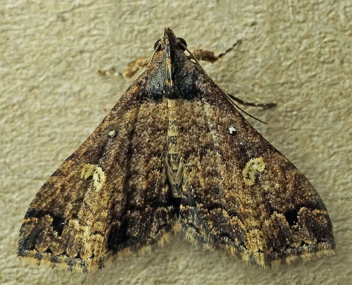 #633 Dapa, Valle Del Cauca<br />
2100m