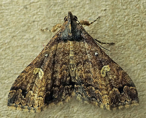 #633 Dapa, Valle Del Cauca
2100m