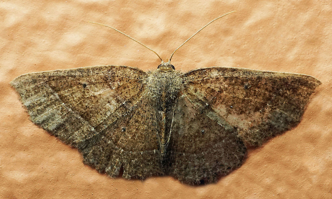 #634 Dapa, Valle Del Cauca<br />
2100m