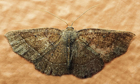 #634 Dapa, Valle Del Cauca
2100m