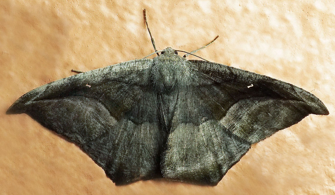 Oxydia scriptipennaria Dapa, Valle Del Cauca<br />
2100m Oxydia scriptipennaria