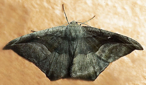 Oxydia scriptipennaria Dapa, Valle Del Cauca
2100m Oxydia scriptipennaria