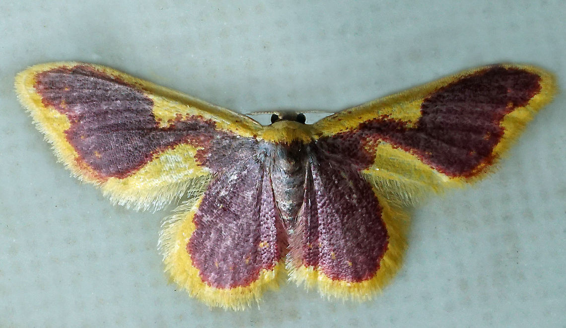 Eois sp. Dapa, Valle Del Cauca<br />
2100m