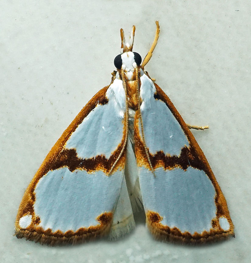 Argyria insons Dapa, Valle Del Cauca<br />
2100m Argyria insons