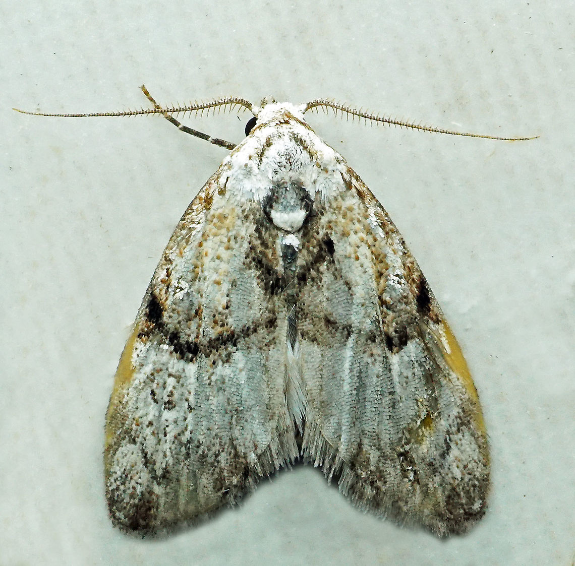 Meganola sp. Dapa, Valle Del Cauca<br />
2100m
