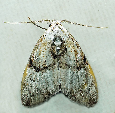 Meganola sp. Dapa, Valle Del Cauca
2100m