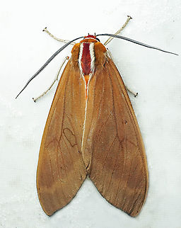 Amastus coccinator Dapa, Valle Del Cauca
2100m Amastus coccinator