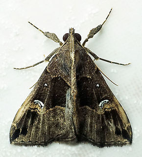 #639 Dapa, Valle Del Cauca
2100m