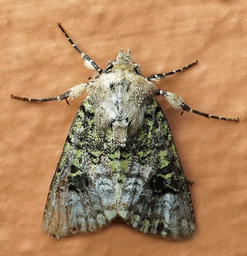 #640 Dapa, Valle Del Cauca<br />
2100m