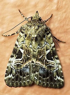 #641 Dapa, Valle Del Cauca
2100m