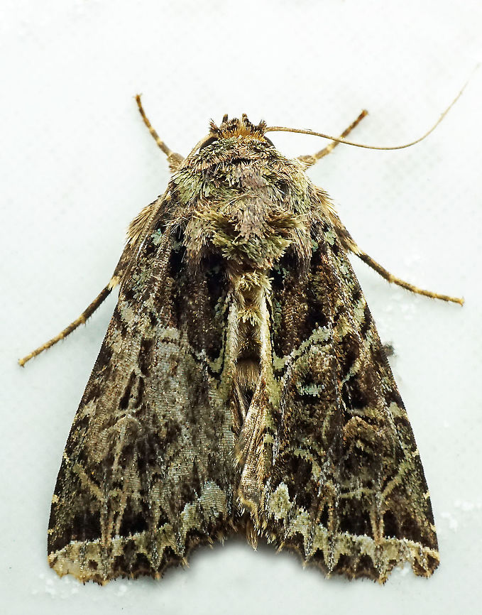 Heterochroma sp. Dapa, Valle Del Cauca<br />
2100m