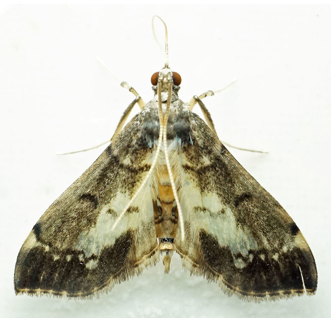 #642 Dapa, Valle Del Cauca<br />
2100m