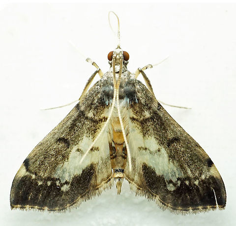 #642 Dapa, Valle Del Cauca
2100m