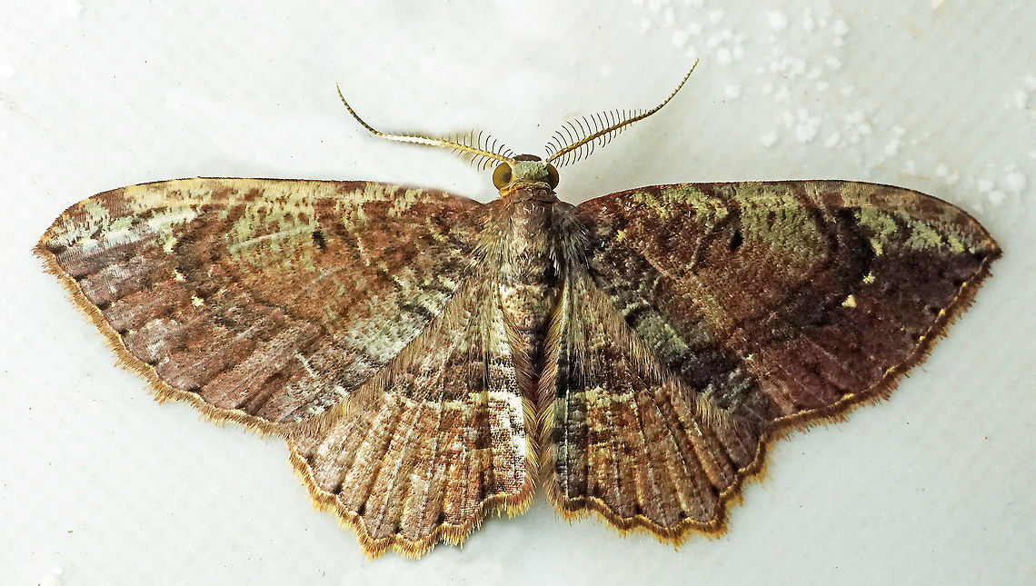 #643 Dapa, Valle del Cauca<br />
2100m