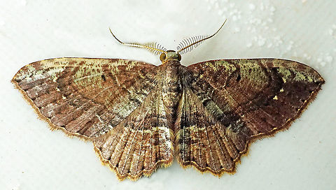 #643 Dapa, Valle del Cauca
2100m