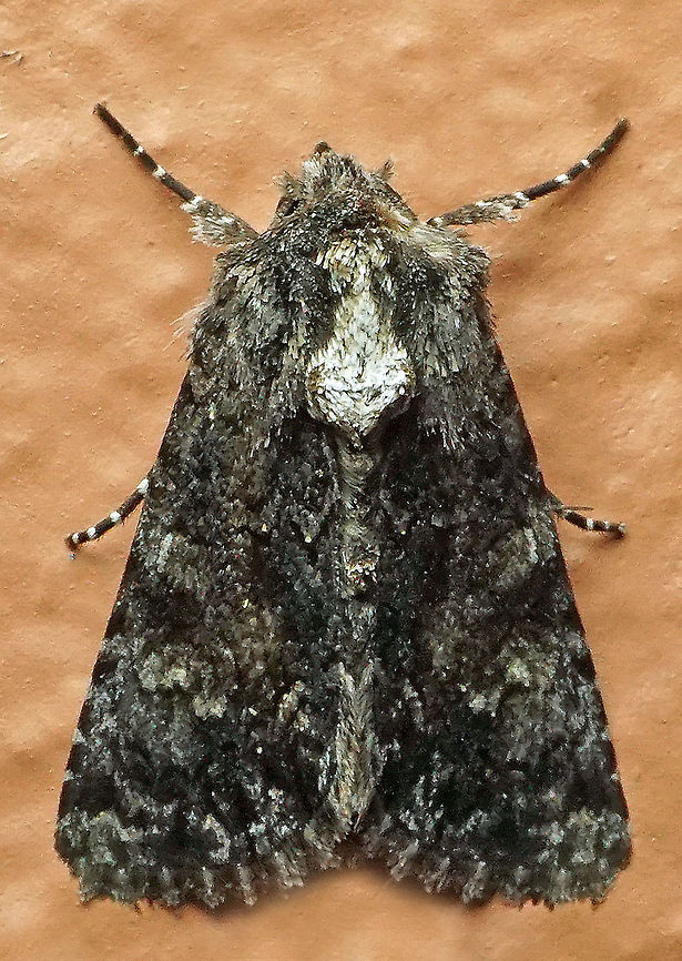 #644 Dapa, Valle Del Cauca<br />
2100m