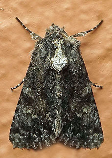 #644 Dapa, Valle Del Cauca
2100m