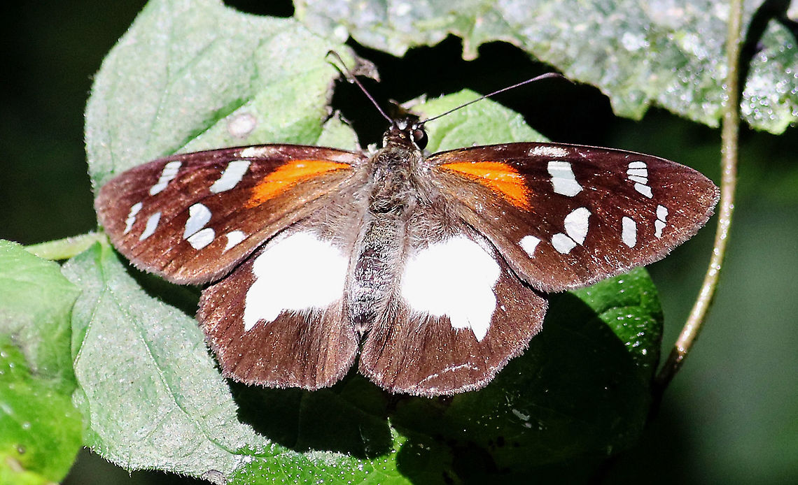 Entheus matho Female<br />
Dapa, Valle DEl Cauca<br />
2000m Entheus matho,Giant Entheus