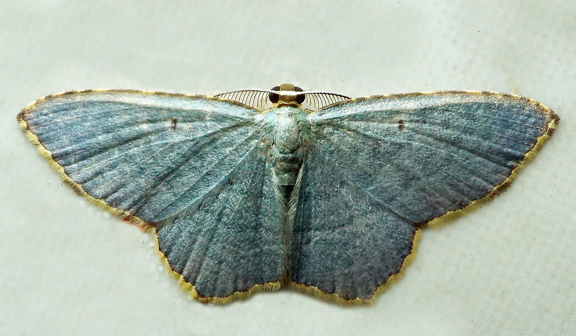 Eois goodmani Dapa, Valle Del Cauca<br />
2100m