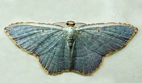 Eois goodmani Dapa, Valle Del Cauca
2100m