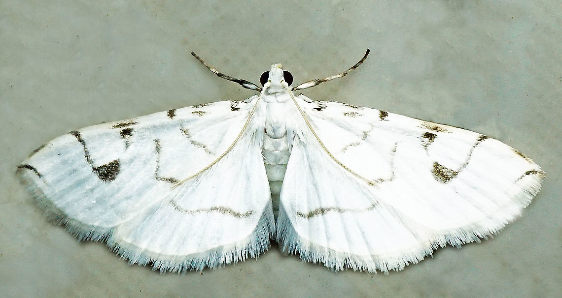 #646 Dapa, Valle Del Cauca<br />
2100m