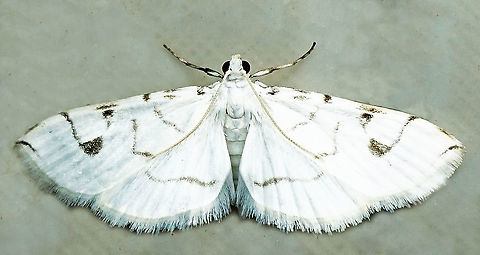 #646 Dapa, Valle Del Cauca
2100m