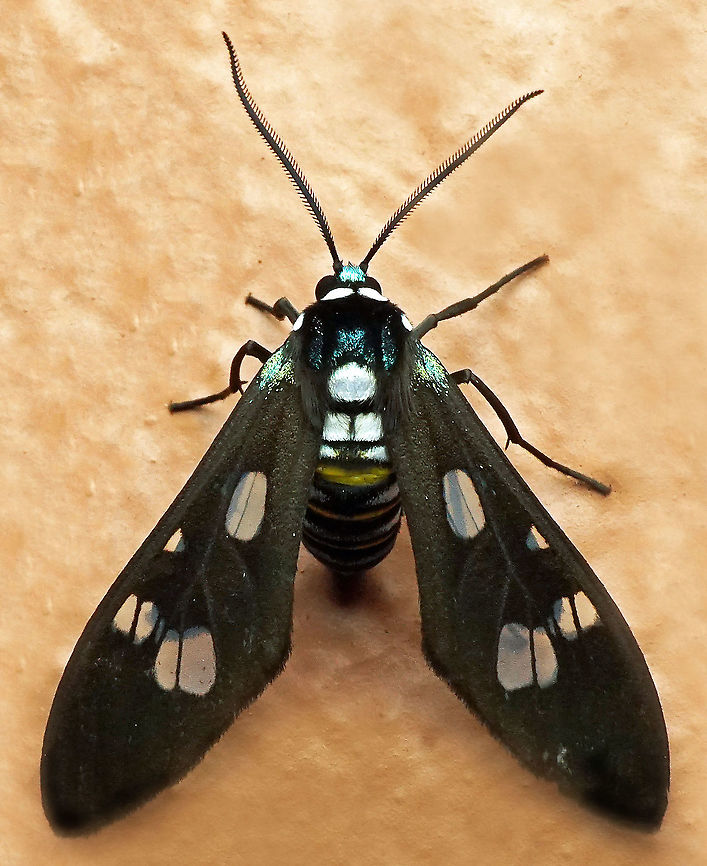 Phaio acquiguttata Dapa, Valle Del Cauca<br />
2100m Phaio acquiguttata
