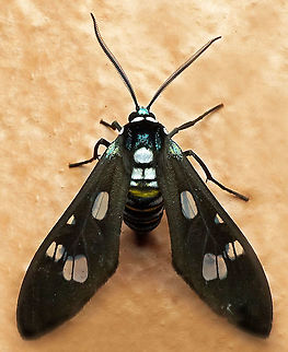 Phaio acquiguttata Dapa, Valle Del Cauca
2100m Phaio acquiguttata