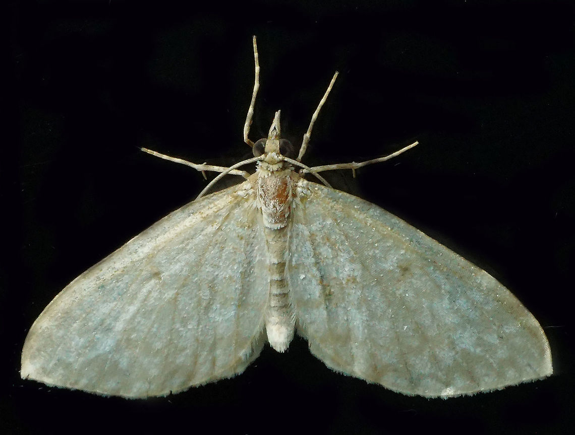 #648 Dapa, Valle Del Cauca<br />
2100m