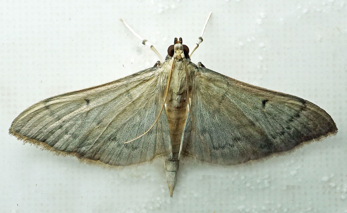 Herpetogramma bipunctalis Dapa, Valle Del Cauca<br />
2100m Herpetogramma bipunctalis