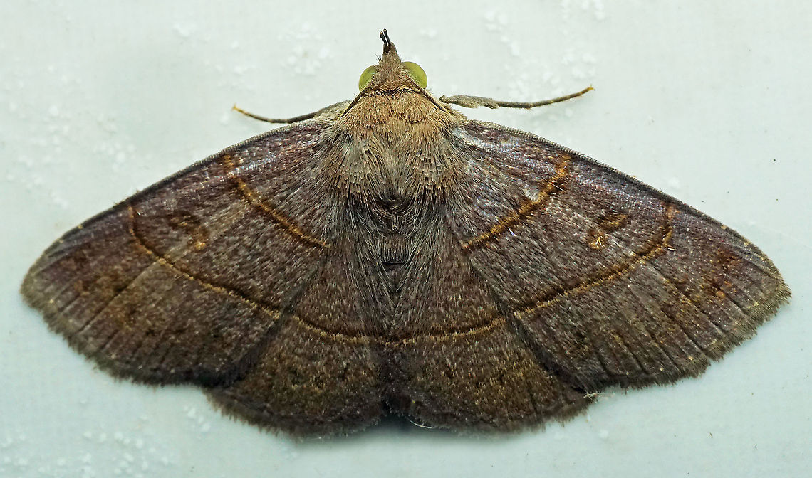 Antiblemma pira Dapa, Valle Del Cauca<br />
2100m Antiblemma pira