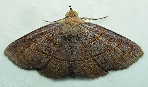 Antiblemma pira Dapa, Valle Del Cauca
2100m Antiblemma pira