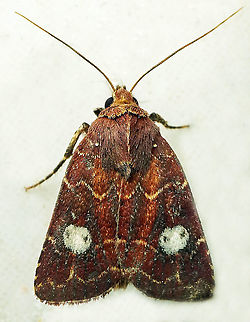 #649 Dapa, Valle Del Cauca
2100 m