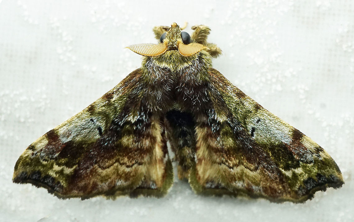 Quentalia sp. Gapa, Valle Del Cauca,<br />
2100m
