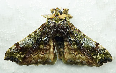 Quentalia sp. Gapa, Valle Del Cauca,
2100m