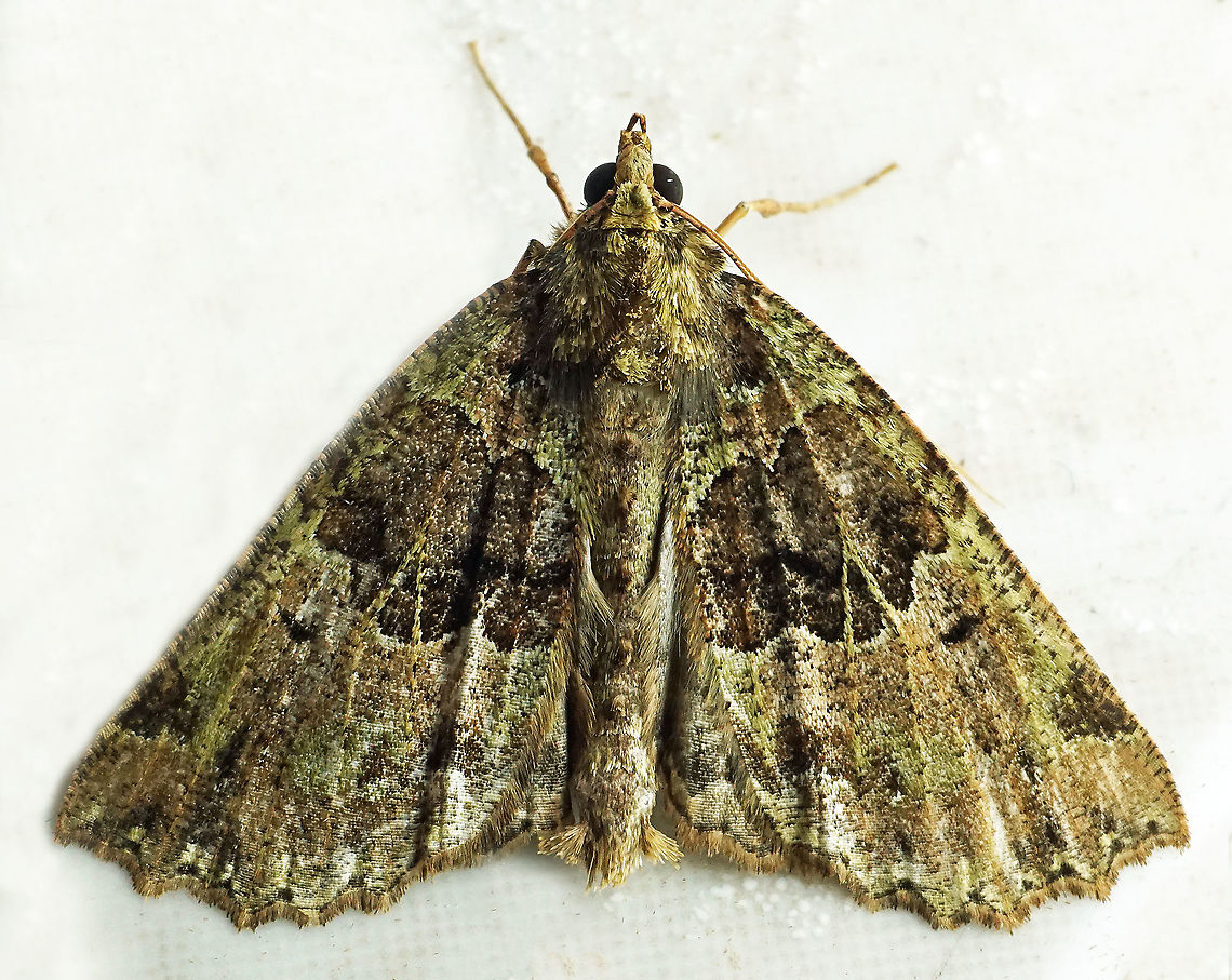 #651 Dapa, Valle Del Cauca,<br />
2100m