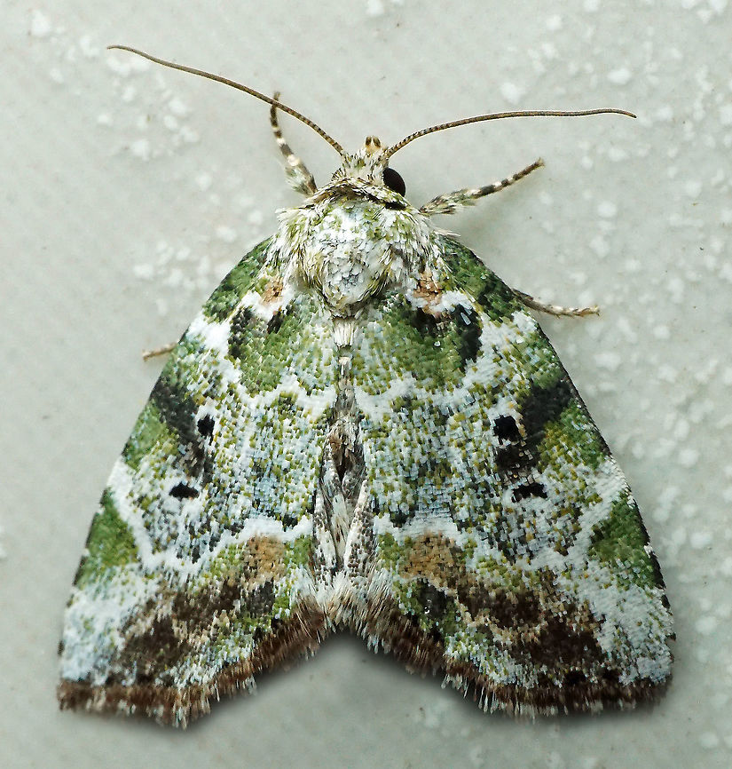 #652 Dapa, Valle Del Cauca,<br />
2100m