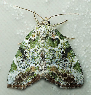 #652 Dapa, Valle Del Cauca,
2100m