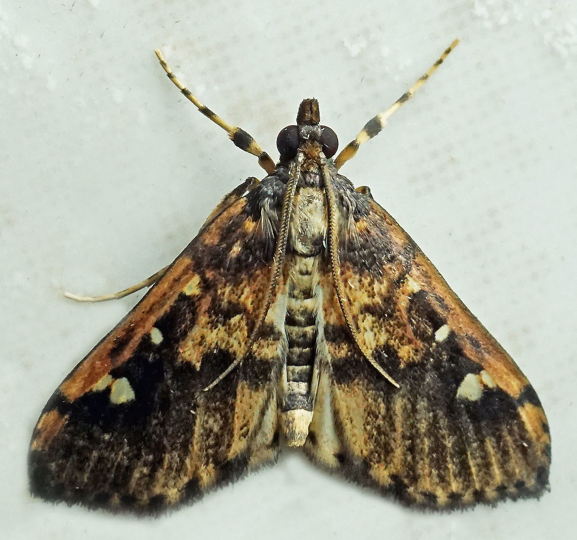 Pyrausta sp. Dapa, Valle Del Cauca,<br />
2100m