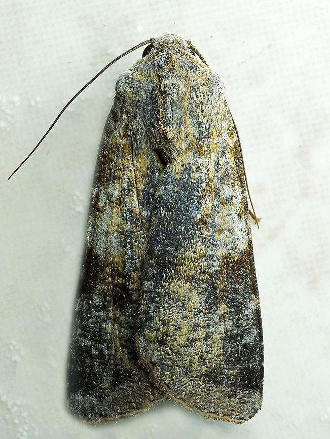 Peridroma semidolens Dapa, Valle Del Cauca<br />
2100m Peridroma semidolens